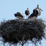 Storchennest