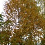 Birken im Lappländischen Herbst