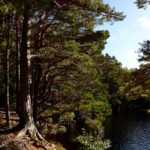 Stilleben mit Baum am Loch Farr