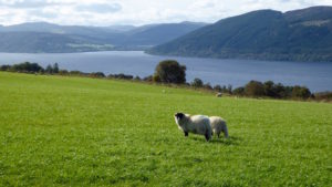 Schaafe am Loch Ness