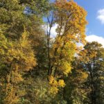 Herbstlaub in der Eifel