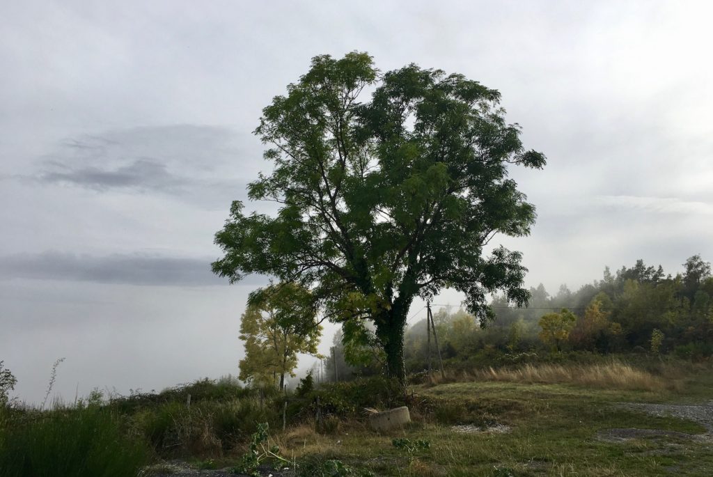 Nebel des Grauens