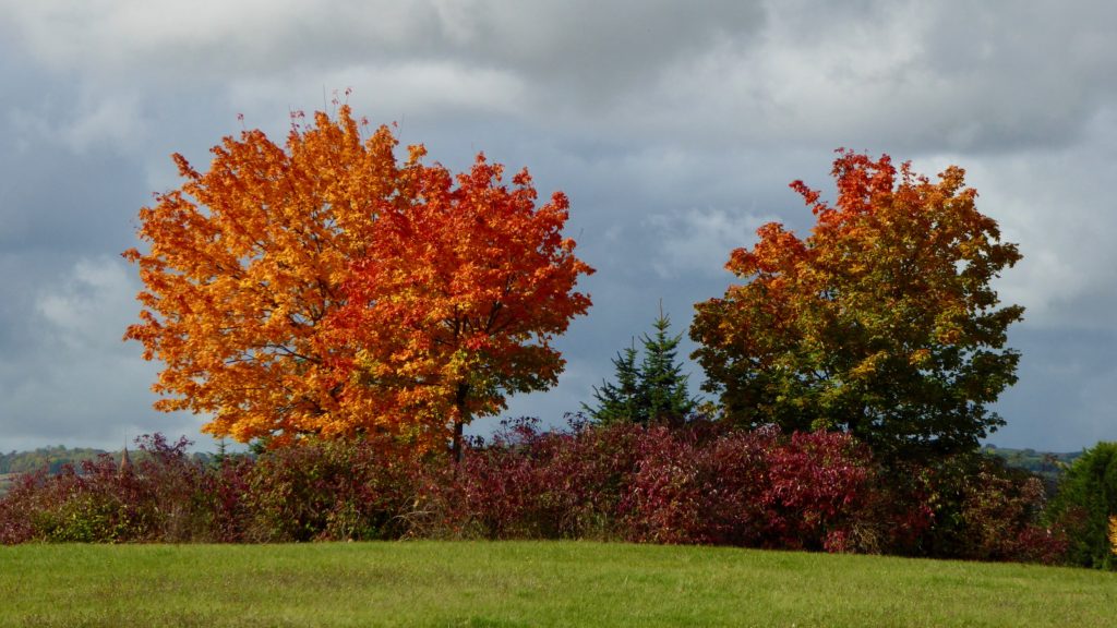 Herbstlaub