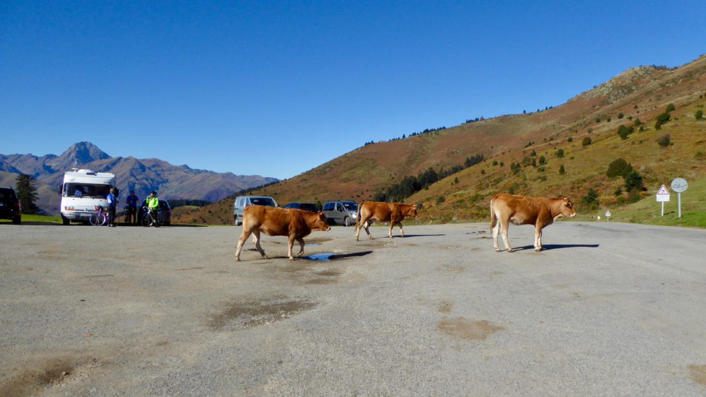 Kühe am Col d'Aspin