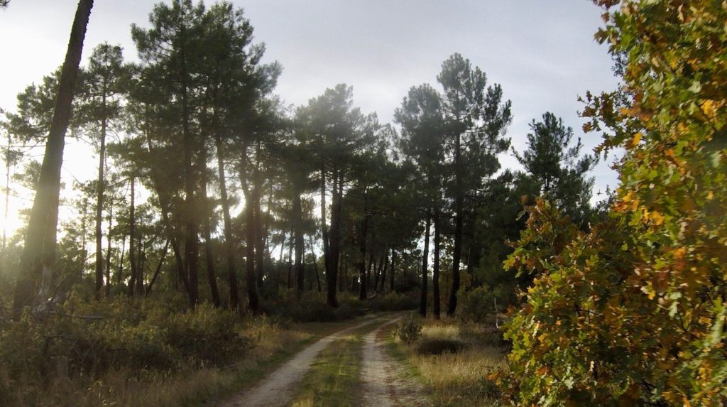 Waldweg bei Cantalejo, Kastilien-León, Spanien