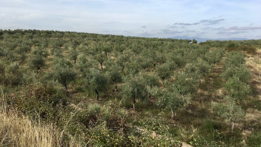 Olivenhain bei Pozuelo de Zarzón, Estremadura, Spanien