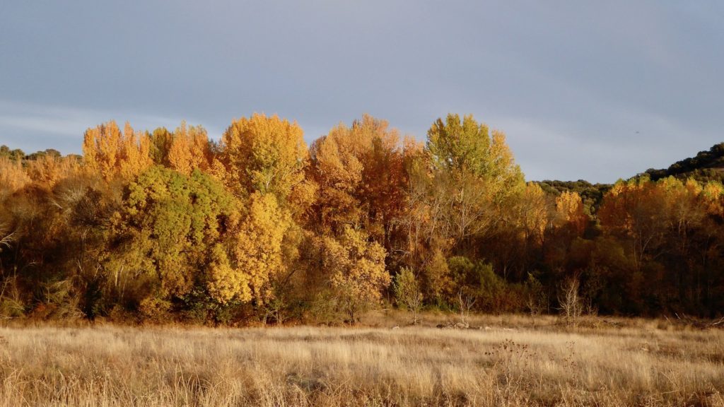 Herbst bei Herbst bei Rebollo, Kastilien-León, Spanien