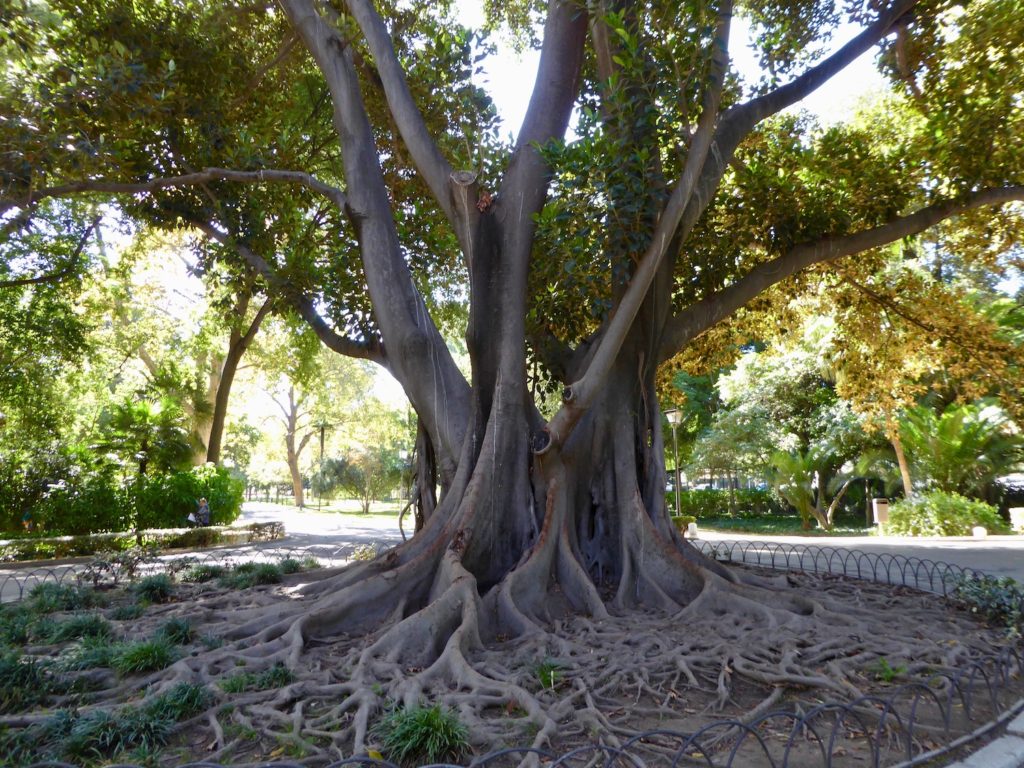 Gummibaum im Maria Luisa Park, Sevilla, Spanien