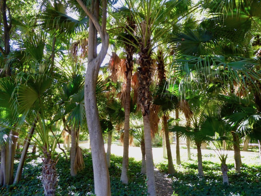 Palmen im Maria Luisa Park, Sevilla, Spanien