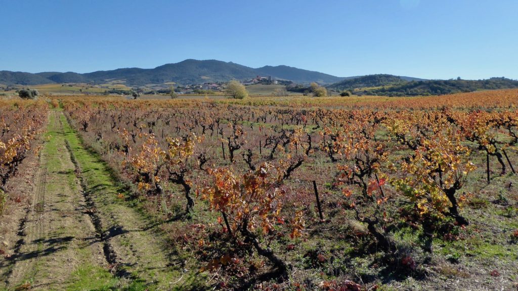 Weinberg bei Latour-de-France, Languedoc, Frankreich