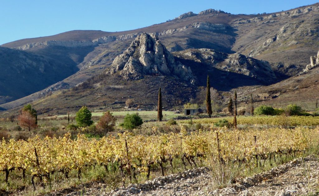 Weinberg bei Tuchan, Languedoc, Frankreich