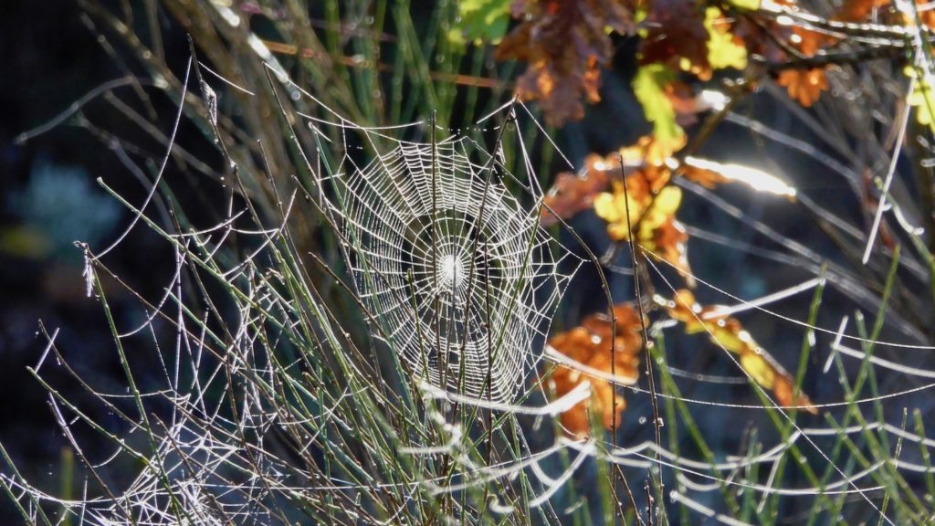 Morgentau in Spinnweben bei Bois du Défens Vieux, Gréoux-les-Bains, Frankreich