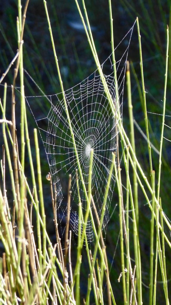 Morgentau in Spinnweben bei Bois du Défens Vieux, Gréoux-les-Bains, Frankreich