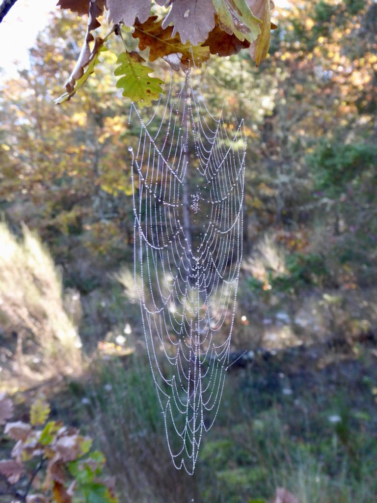 Morgentau in Spinnweben bei Bois du Défens Vieux, Gréoux-les-Bains, Frankreich