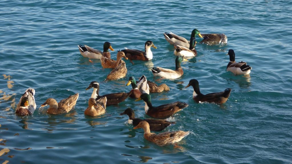 Enten im Hafen von Loano, Ligurien, Italien