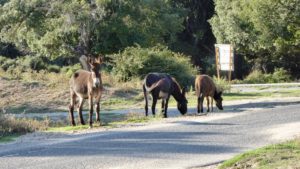 Wilde Essel in Sardinien