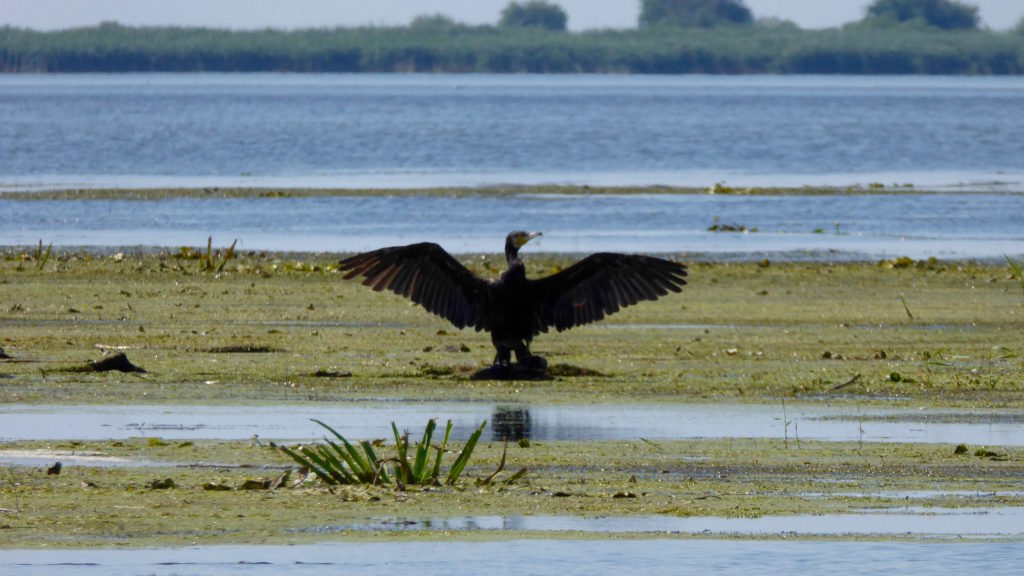 Kormoran