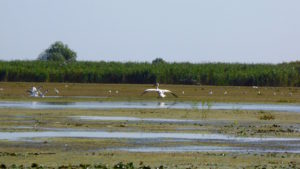 Donaudelta