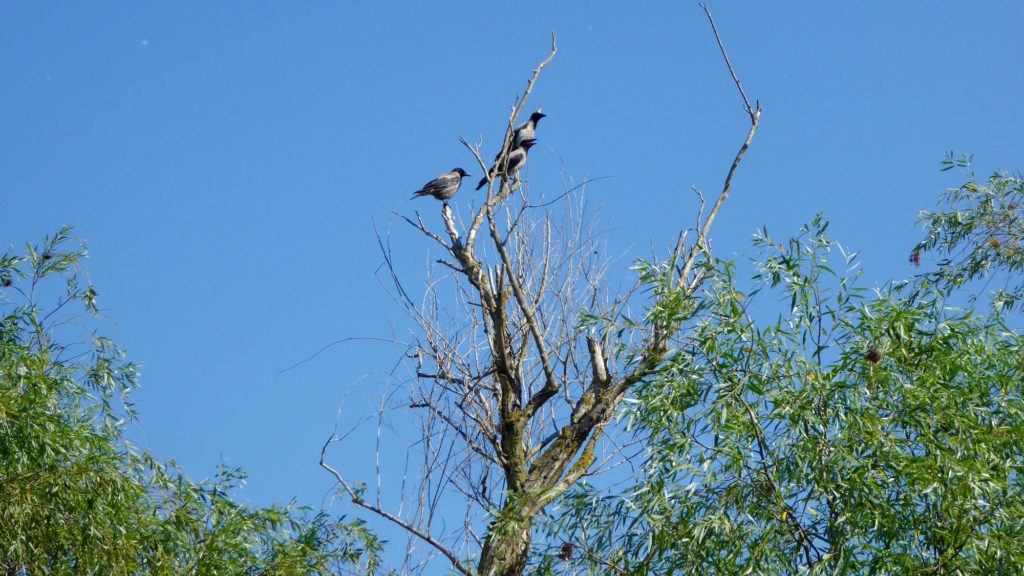 Vögel auf dem Baum 2. Wer kennt sie?