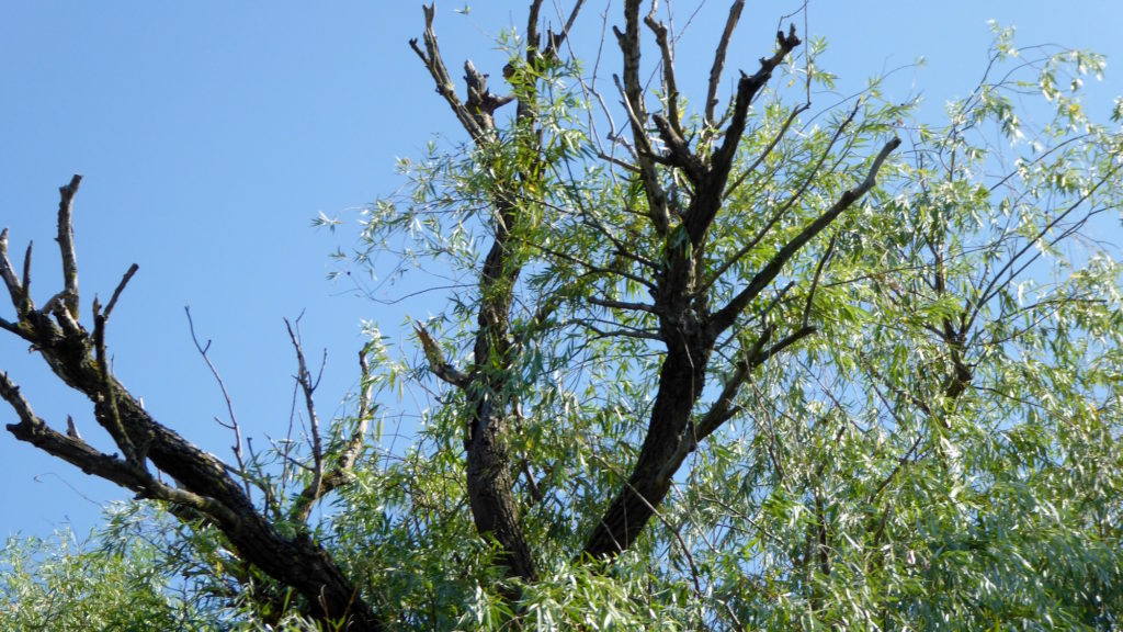 Abgestorbener Baum