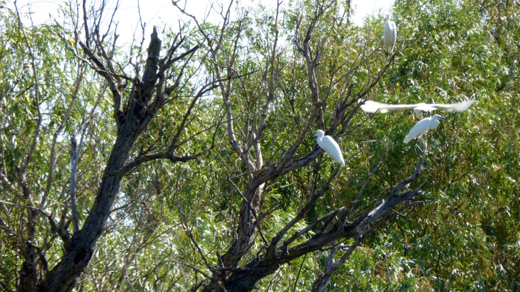 Vögel auf dem Baum 1. Wer kennt sie?