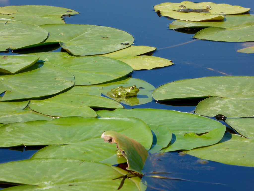 Froschkönig