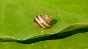 Schnecke