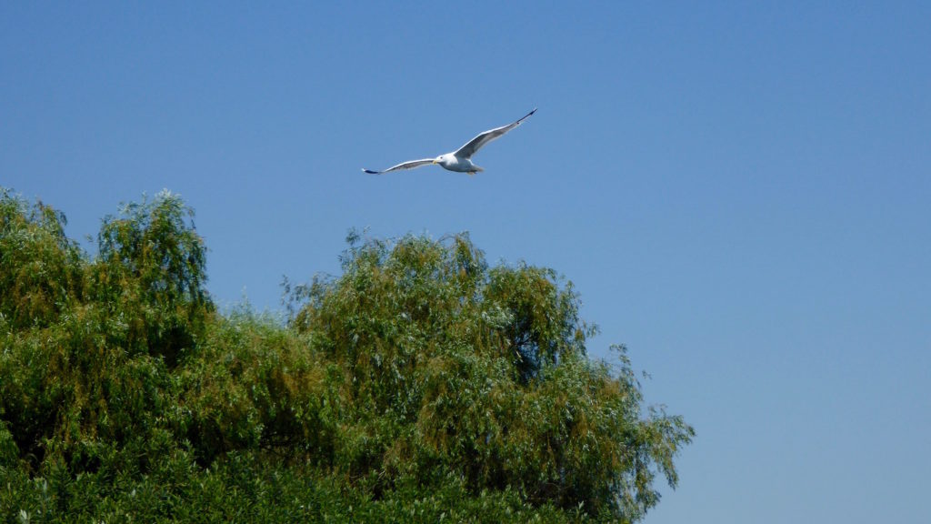 Albatros im Flug