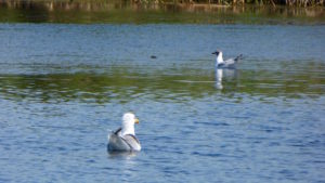 Donaudelta