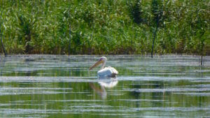 Donaudelta