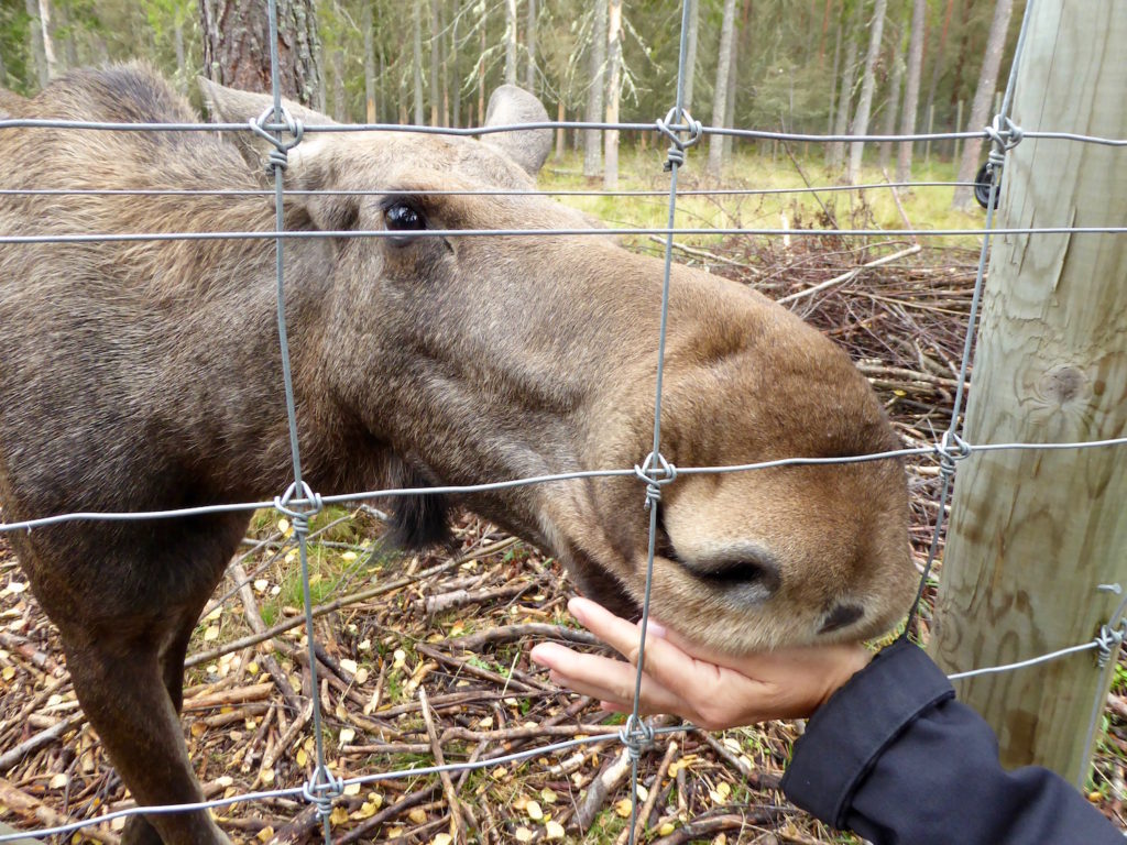 Kalb 9 Monate will Äpfel