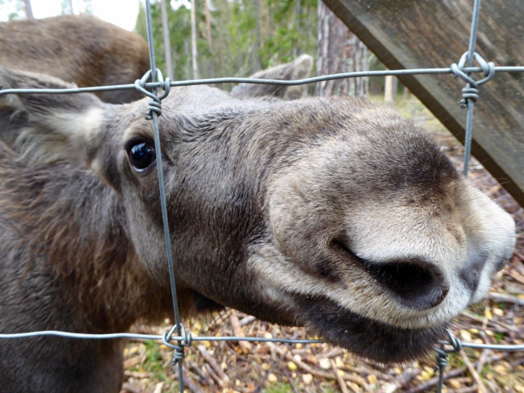 Kalb 9 Monate will mehr Äpfel