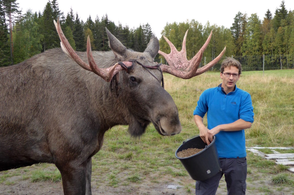 Elchbulle mit Guide James