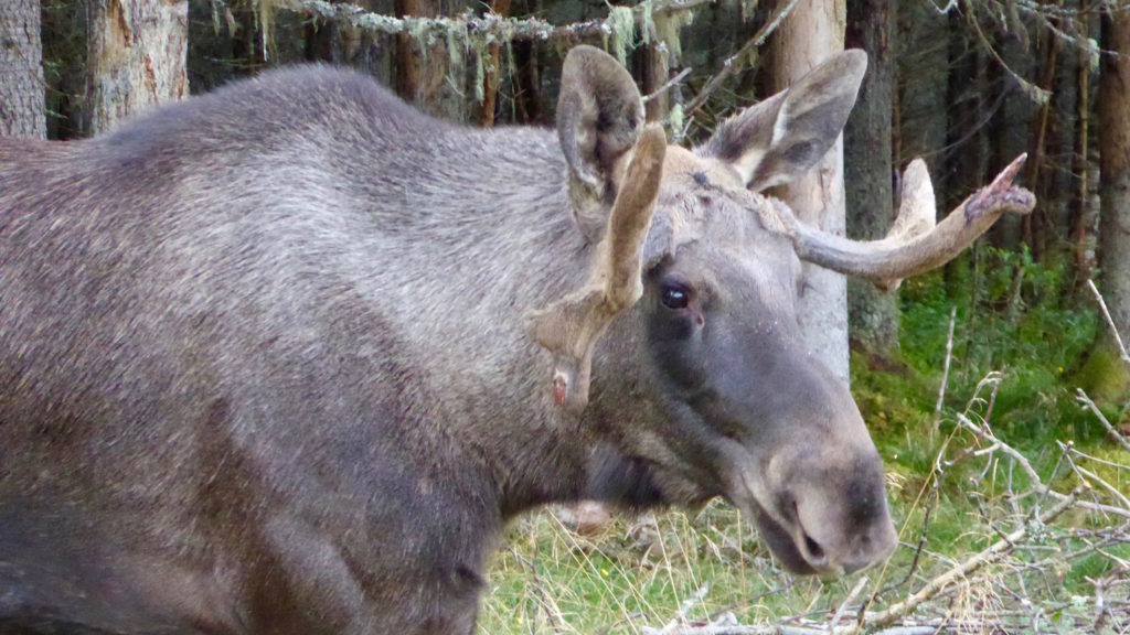 Elchbulle 1 Jahr alt