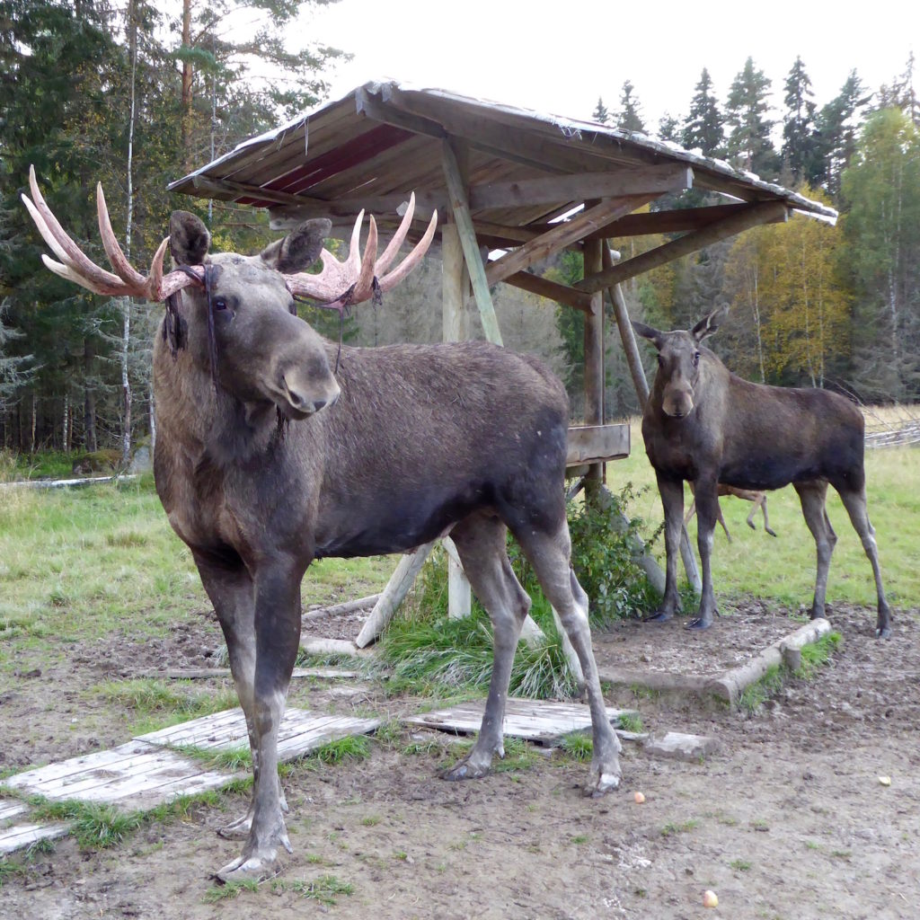 Elchbulle und -kuh am Trog