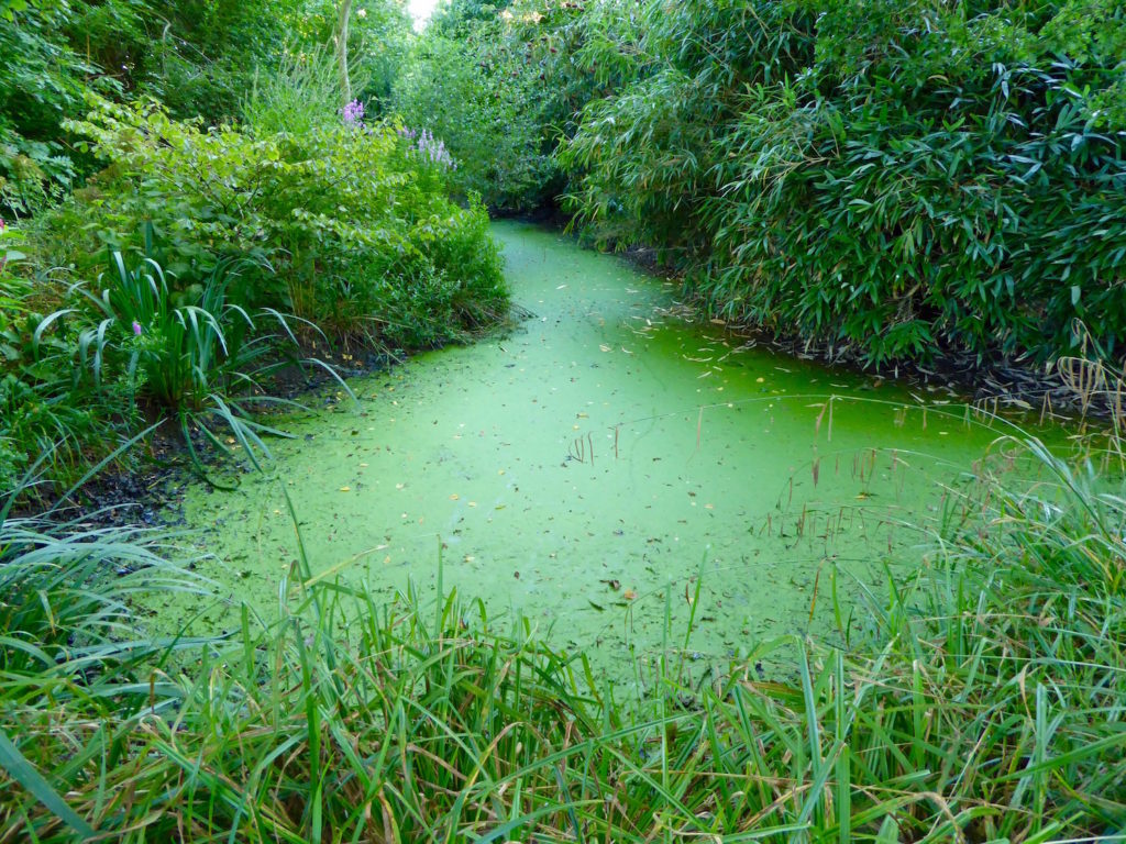 Grüner See