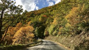 Herbst im Forêt de Navarre