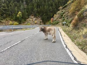 Kuh auf der Strasse bei Tosos, Katalonien, Spanien