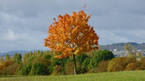 Herbstlaub