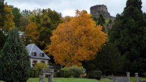 Herbstlaub unterhalb Burg Murol
