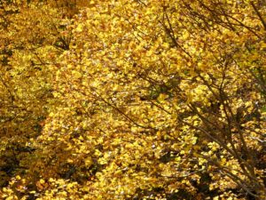 Herbst im Forêt de Navarre