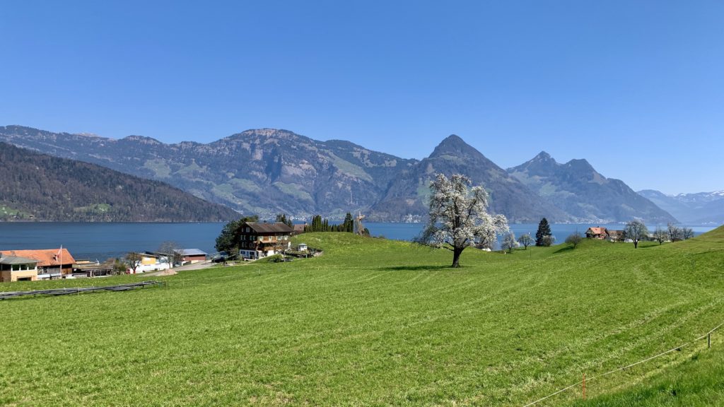 Wiese am Vierwaldstättersee